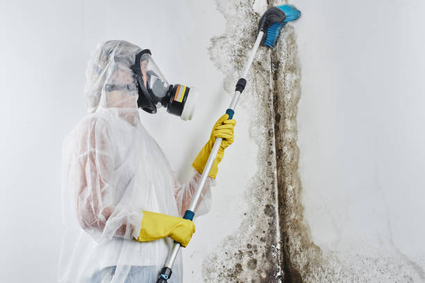 Best Home Mold Removal  in Golden Triangle, NJ