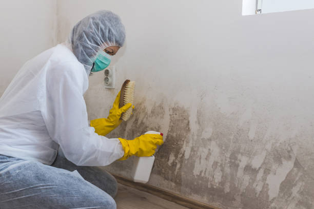Best Black Mold Removal  in Golden Triangle, NJ