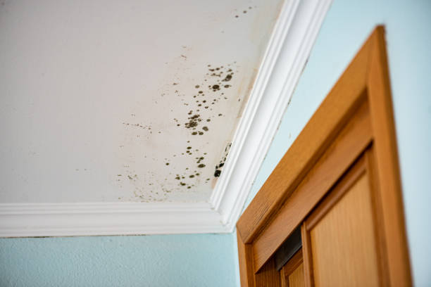 Certified Mold Removal in Golden Triangle, NJ