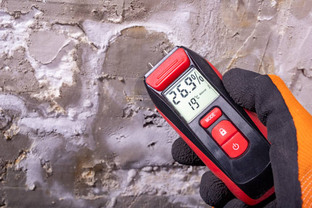 Professional Mold Removal in Golden Triangle, NJ