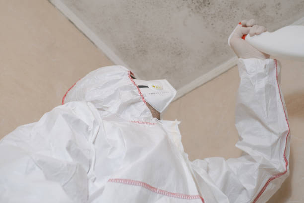 Best Mold Damage Repair  in Golden Triangle, NJ