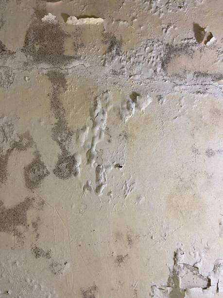 Best Emergency Mold Removal  in Golden Triangle, NJ