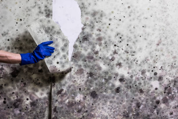 Best Certified Mold Removal  in Golden Triangle, NJ