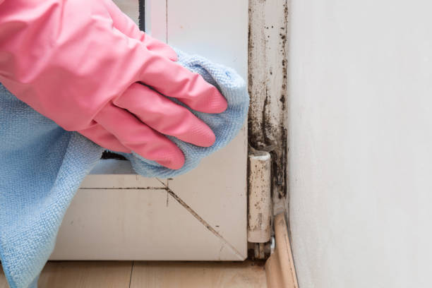 Best Mold Remediation  in Golden Triangle, NJ