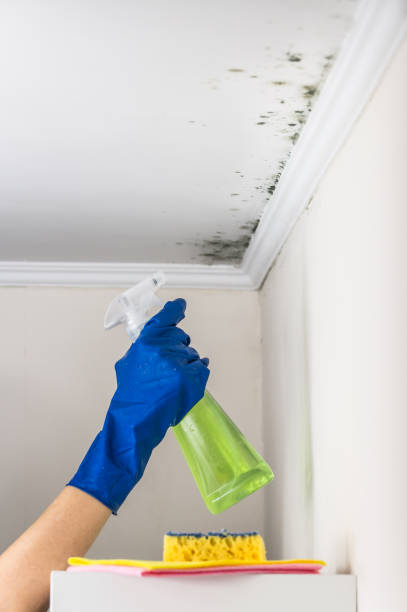 Attic Mold Removal in Golden Triangle, NJ