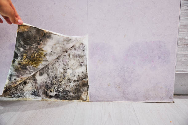 Best Mold Removal Company Near Me  in Golden Triangle, NJ